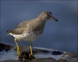 Surfbird;California;Southwest-USA;Aphriza-virgata;shorebirds;one-animal;close-up