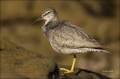 California;Southwest-USA;Wandering-Tattler;Heteroscelus-incanus;one-animal;close