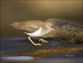 California;Southwest-USA;Spotted-Sandpiper;Actitis-macularia;one-animal;close-up