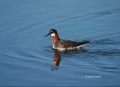 Red-necked-Phalarope;Phalaropus-fulicaria;Phalarope;shorebirds;one-animal;close-