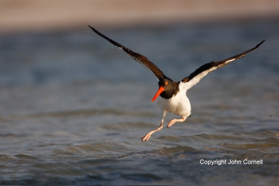American-Oystercatcher;Animals-in-the-Wild;Flying-Bird;Haematopus-palliatus;Mud-