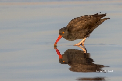 Black-Oystercatcher;Forage;Haematopus-bachmani;One;Reflection;Shorebird;avifauna