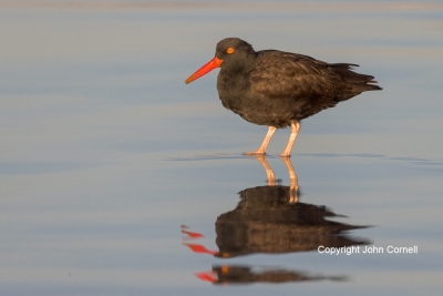 Black-Oystercatcher;Forage;Haematopus-bachmani;One;Reflection;Shorebird;avifauna