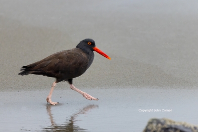 Black-Oystercatcher;Fog;Haematopus-bachmani;One;Rain;Rocks;Sand;Shorebird;Shorel