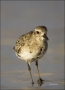 Black-bellied-Plover;Plover;Pluvaialis-squatarola;shorebirds;one-animal;close-up
