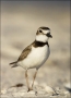 Wilsons-Plover;Plover;Florida;Southeast-USA;Charadrius-wilsonia;shorebirds;one-a