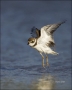 Semipalmated-Plover;Plover;Charadrius-semipalmatus;shorebirds;one-animal;close-u