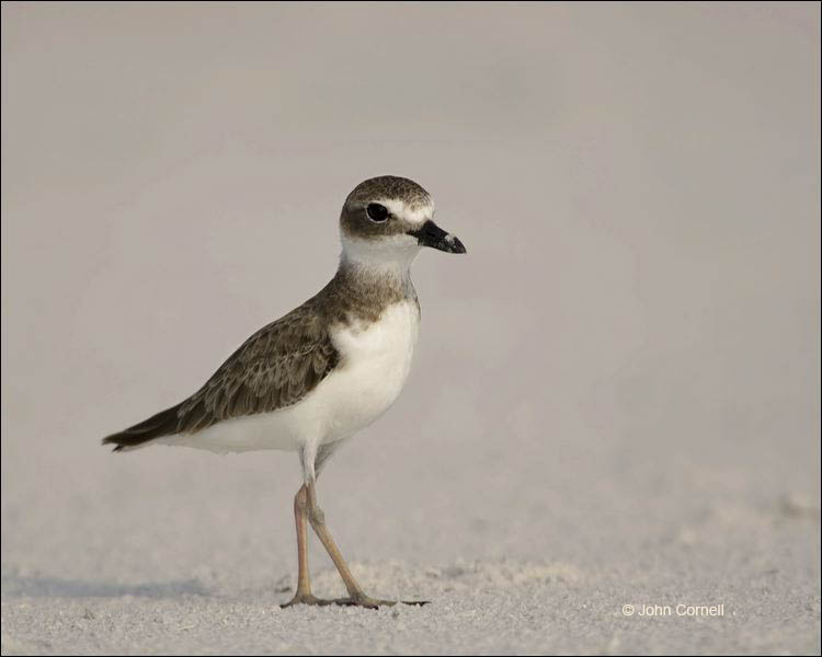 Florida;Wilson's Plover;Plover;Charadrius wilsonia;shorebirds;one animal;close-up;color image;nobody;photography;day;birds;animals in the wild;beach;mud flat;foraging;water;Wilsons Plover;Shorebird;outdoors;Wildlife;Mud Flat;waders;closeup;close up;wildlife;bird;feeding;shallows;color photograph;Sand