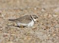Plover;Charadrius-melodus;Piping-Plover;Nest;Nesting;Breeding-Behavior;Breeding-
