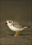 Piping-Plover;Plover;Charadrius-melodus;shorebirds;one-animal;close-up;color-ima
