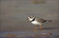 Piping-Plover;Plover;Charadrius-melodus;Endangered-species;endangered-species;Sh