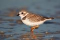Piping-Plover;Charadrius-melodus;Emu;Endangered-species;endangered-species;Shore