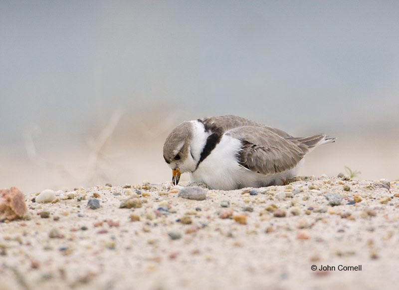 Plover;Charadrius melodus;Piping Plover;Nest;Nesting;Breeding Behavior;Breeding Plumage;parent;family;innocent;one animal;close-up;color image;photography;day;birds;animals in the wild;avifauna;feathered;feathers;wilderness;perch;perching;watch;watchful;outdoors;Wildlife;Endangered species;endangered species;Shorebird;shorebirds;closeup;wildlife;bird;mud flat;beach;water;foraging;feeding;Parent;Chick;bond;bonding;juvenile;relationship;relationships;Sand;waders;close up;shallows;color photograph