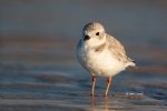 Animals-in-the-Wild;Charadrius-alexandrinus;Mud-Flat;Photography;Plover;Shorebir
