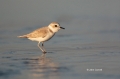 Animals-in-the-Wild;Charadrius-alexandrinus;Mud-Flat;Photography;Plover;Shorebir