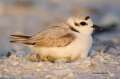 Snowy-Plover;Plover;Charadrius-alexandrinus;Nest;Nesting;Eggs;parent;bond;bondin