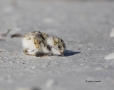 Snowy-Plover;Plover;Charadrius-alexandrinus;Chick;shorebirds;one-animal;close-up