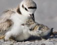 Snowy-Plover;Plover;Charadrius-alexandrinus;parent;chick;bond;bonding;family;inn