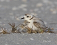 Snowy-Plover;Plover;Charadrius-alexandrinus;parent;chick;bond;bonding;family;inn