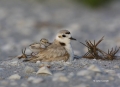 Snowy-Plover;Plover;Charadrius-alexandrinus;Nest;Nesting;parent;chick;bond;bondi