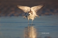 Snowy-Plover;Plover;Charadrius-alexandrinus;Shorebird;shorebirds;closeup;color-i