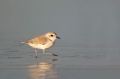 Snowy-Plover;Plover;Charadrius-alexandrinus;Shorebird;shorebirds;closeup;color-i