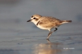 Snowy-Plover;Plover;Charadrius-alexandrinus;Shorebird;shorebirds;closeup;color-i