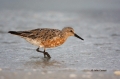 Red_Knots