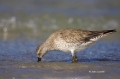 Red-Knot;Knot;Calidris-canutus;shorebirds;one-animal;close-up;color-image;nobody