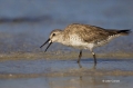 Red-Knot;Knot;Calidris-canutus;shorebirds;one-animal;close-up;color-image;nobody