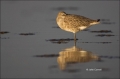 Red-Knot;Calidris-canutus;Shorebird;shorebirds;closeup;color-image;photography;d
