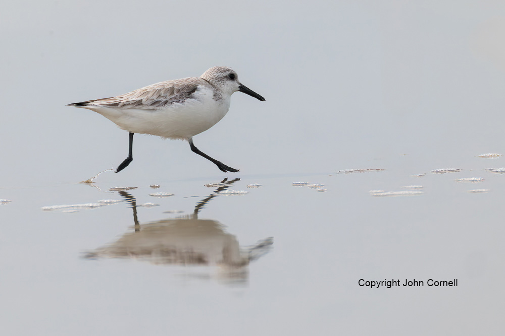 Calidris alba;One;Sanderling;avifauna;beach;bird;birds;color image;color photograph;feather;feathered;feathers;foraging;natural;nature;outdoor;outdoors;shorebid;water;wild;wilderness;wildlife