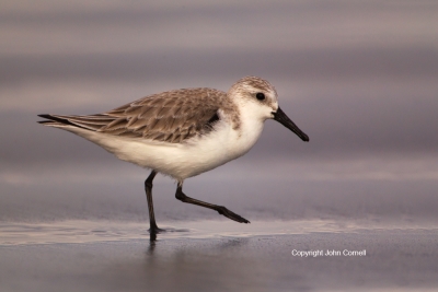 Calidris-alba;Sanderling;avifauna;beach;bird;birds;Calidris-alba;color-image;col
