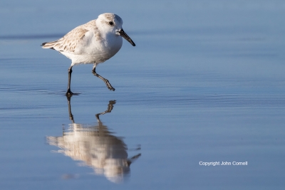 Calidris-alba;Forage;One;Sanderling;Shorebird;avifauna;beach;bird;birds;color-im