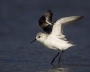 Sanderling;Calidris-alba;shorebirds;one-animal;close-up;color-image;nobody;photo