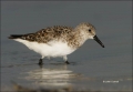 Florida;Sanderling;Calidris-alba;shorebirds;one-animal;close-up;color-image;nobo