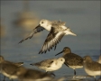 Florida;Sanderling;Southeast-USA;Calidris-alba;shorebirds;one-animal;close-up;co