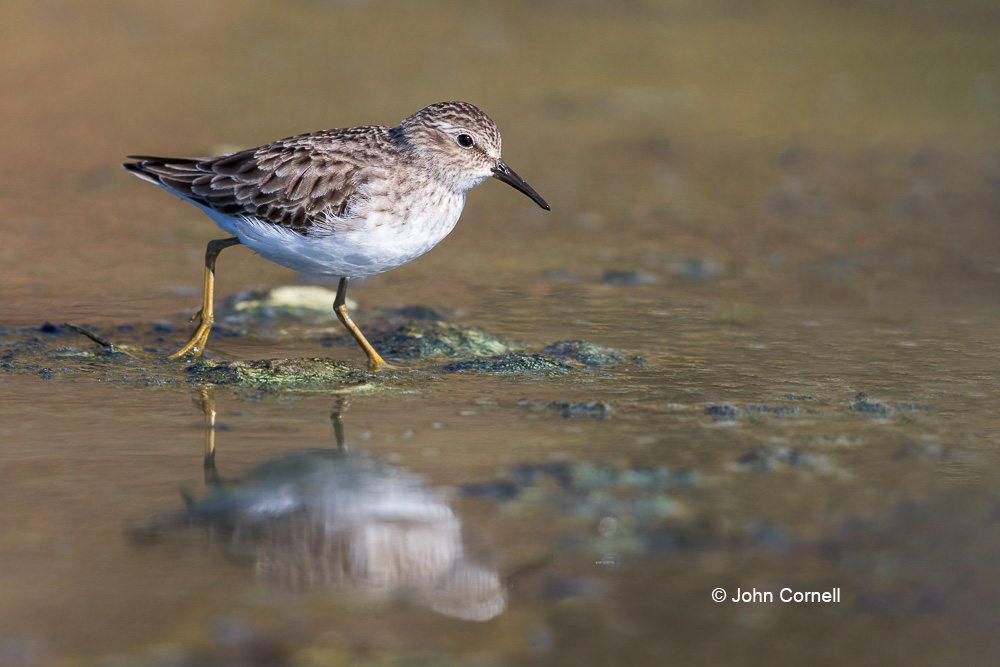 Calidris minutilla;Forage;Least Sandpiper;One;Reflection;Sandpiper;Shorebird;avifauna;bird;birds;color image;color photograph;feather;feathered;feathers;foraging;natural;nature;outdoor;outdoors;water;wild;wilderness;wildlife