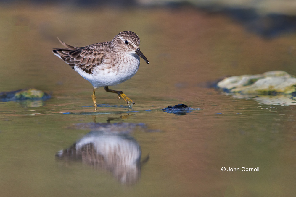 Calidris minutilla;Forage;Least Sandpiper;One;Reflection;Sandpiper;Shorebird;avifauna;bird;birds;color image;color photograph;feather;feathered;feathers;foraging;natural;nature;outdoor;outdoors;water;wild;wilderness;wildlife