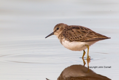 Calidris-minutilla;Forage;Least-Sandpiper;One;Sandpiper;avifauna;beach;bird;bird