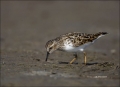 Least-Sandpiper;Sandpiper;Calidris-minutilla;shorebirds;one-animal;close-up;colo