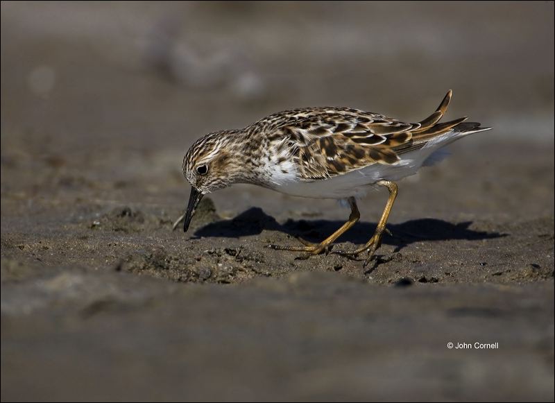 Least Sandpiper;Sandpiper;Calidris minutilla;shorebirds;one animal;close-up;color image;nobody;photography;day;birds;animals in the wild;beach;mud flat;foraging;water;Breeding Plumage;outdoors;Wildlife;Mud Flat