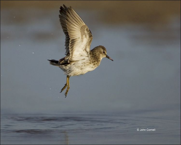 Least Sandpiper;Sandpiper;Flight;Florida;Shorebird;Calidris minutilla;shorebirds;one animal;close-up;color image;nobody;photography;day;birds;animals in the wild;beach;mud flat;foraging;water;outdoors;Wildlife;Mud Flat