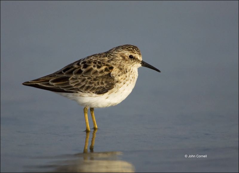 Florida;Southeast USA;Least Sandpiper;Sandpiper;Calidris minutilla;shorebirds;one animal;close-up;color image;nobody;photography;day;birds;animals in the wild;beach;mud flat;foraging;water;Shorebird;outdoors;Wildlife;Mud Flat