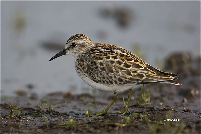 Least Sandpiper;Sandpiper;Shorebird;Calidris minutilla;shorebirds;Newfoundland;one animal;close-up;color image;nobody;photography;day;birds;animals in the wild;beach;mud flat;foraging;water;Breeding Plumage;outdoors;Wildlife;Mud Flat