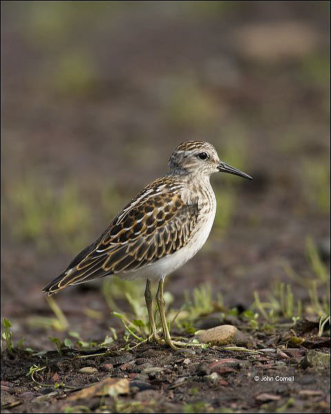 Least Sandpiper;Sandpiper;Shorebird;Calidris minutilla;shorebirds;Newfoundland;one animal;close-up;color image;nobody;photography;day;birds;animals in the wild;beach;mud flat;foraging;water;Breeding Plumage;outdoors;Wildlife;Mud Flat