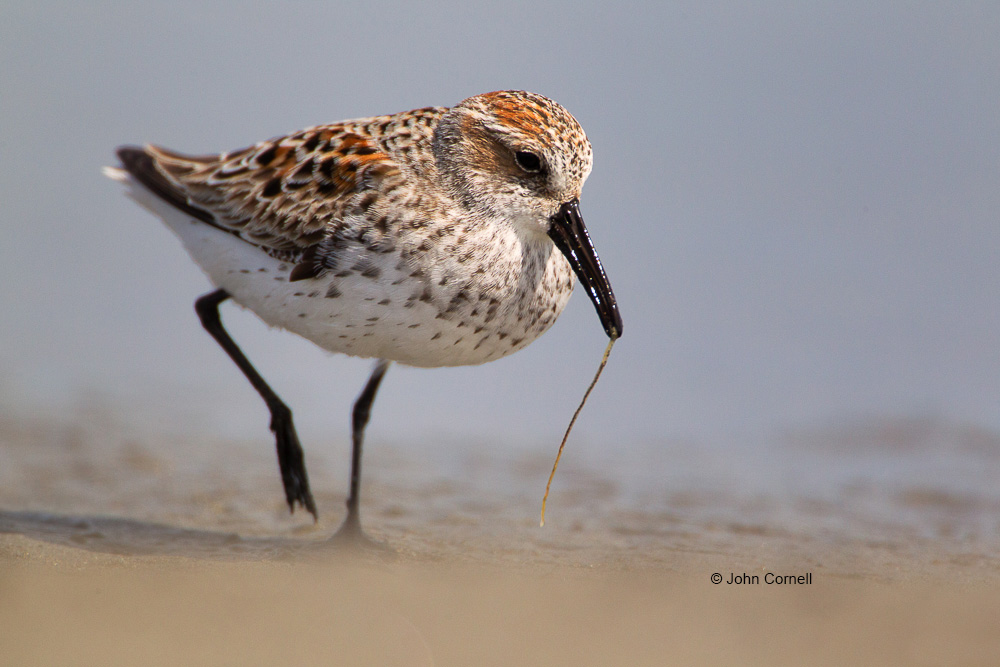 Calidris mauri;One;Sandpiper;Shorebird;Shoreline;Western Sandpiper;avifauna;beach;bird;birds;color image;color photograph;feather;feathered;feathers;foraging;natural;nature;outdoor;outdoors;water;wild;wilderness;wildlife