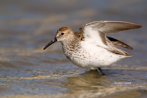 Calidris-mauri;One;Sandpiper;Shorebird;Shoreline;Western-Sandpiper;avifauna;bird