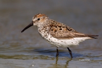 Calidris-mauri;One;Sandpiper;Shorebird;Shoreline;Wading;Western-Sandpiper;avifau