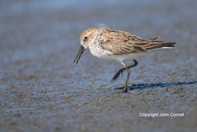 Calidris-mauri;One;Sandpiper;Western-Sandpiper;avifauna;bird;birds;color-image;c